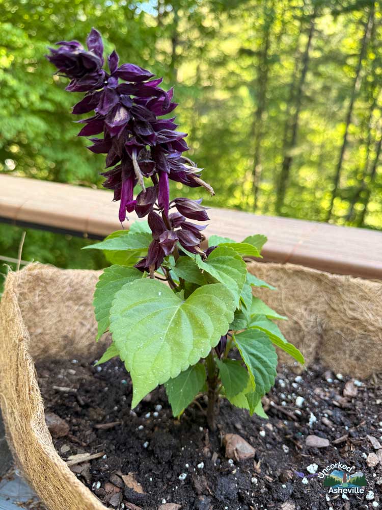 salvia in container garden Asheville