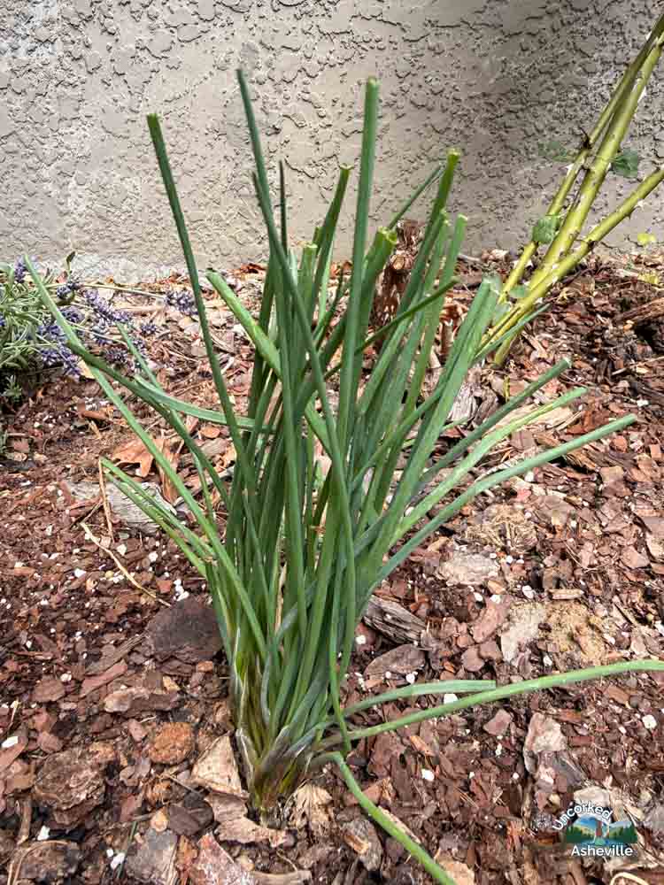 Scallion Companion Plant Asheville Garden