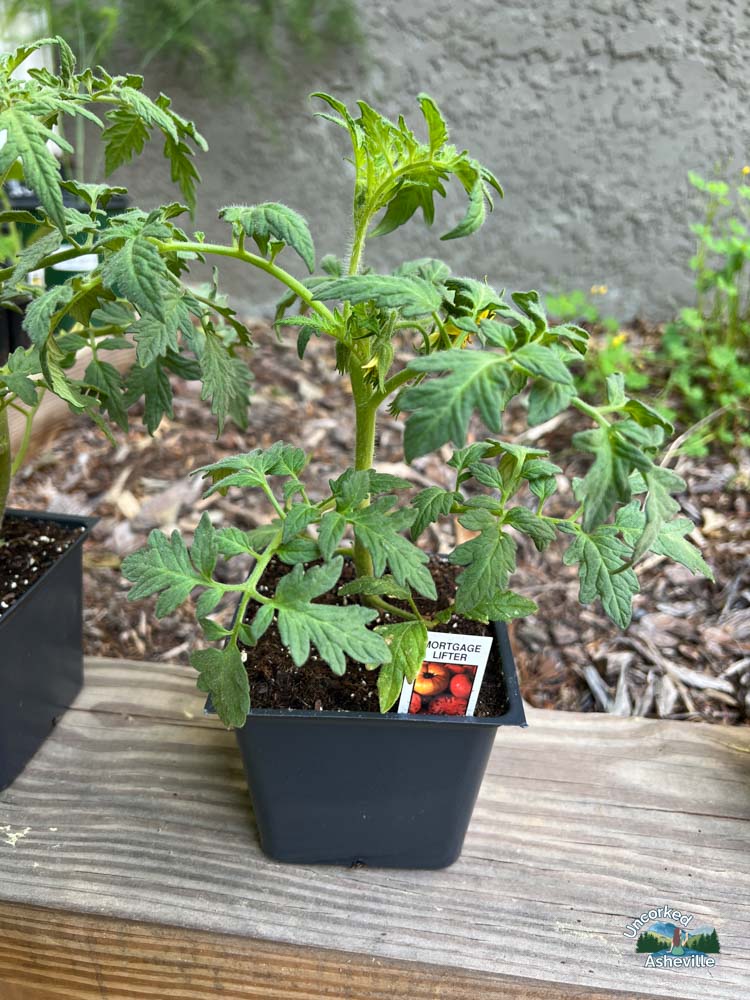 starter tomato plant