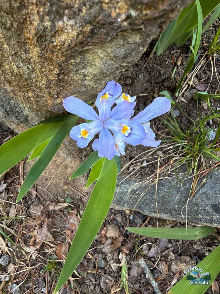 Asheville Botanical Garden purple flowers Asheville NC