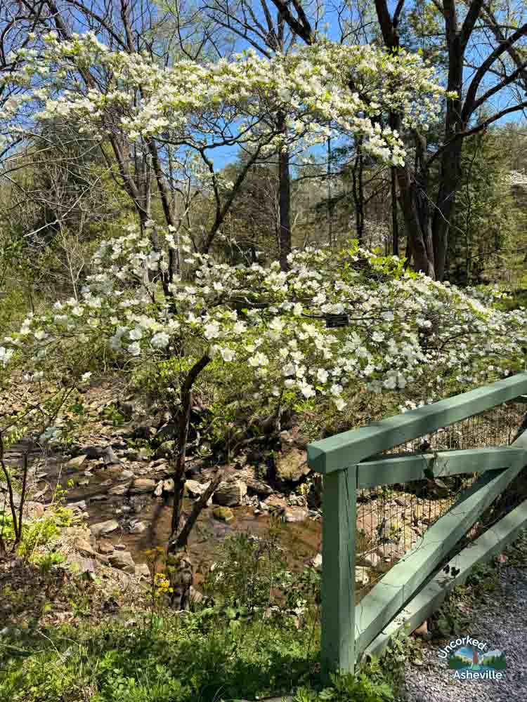 Asheville Botanical Garden walking trails Asheville NC
