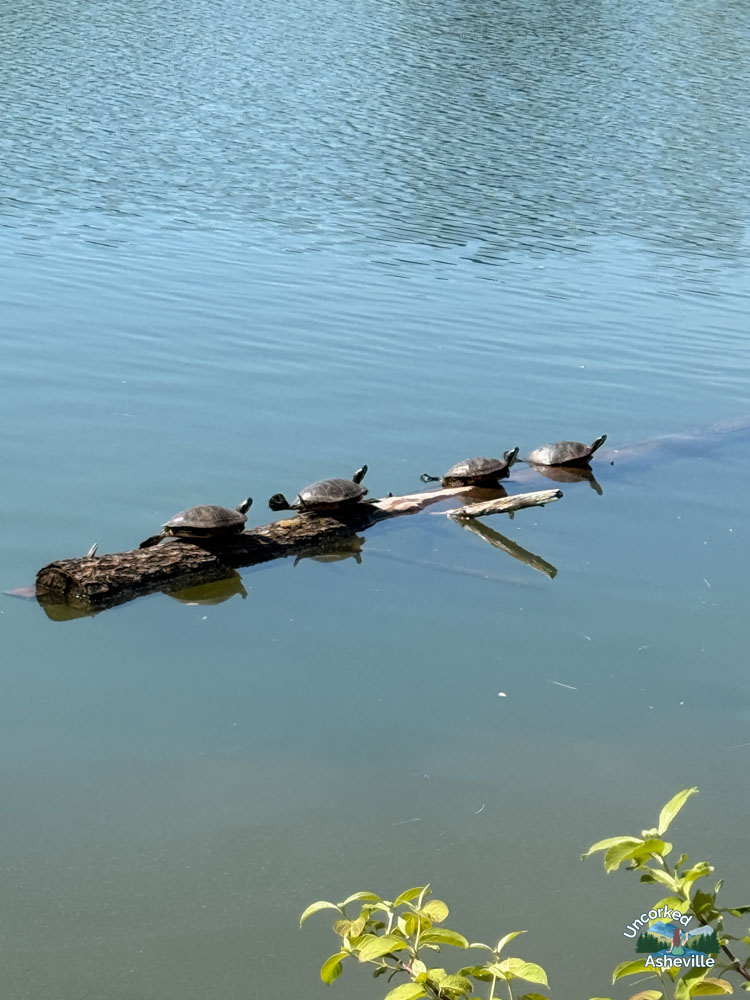 Beaver Lake Perimeter Trail turtles Asheville NC