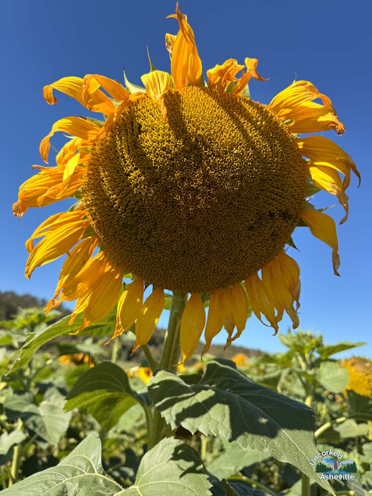 Biltmore Estate Sunflower October Asheville NC