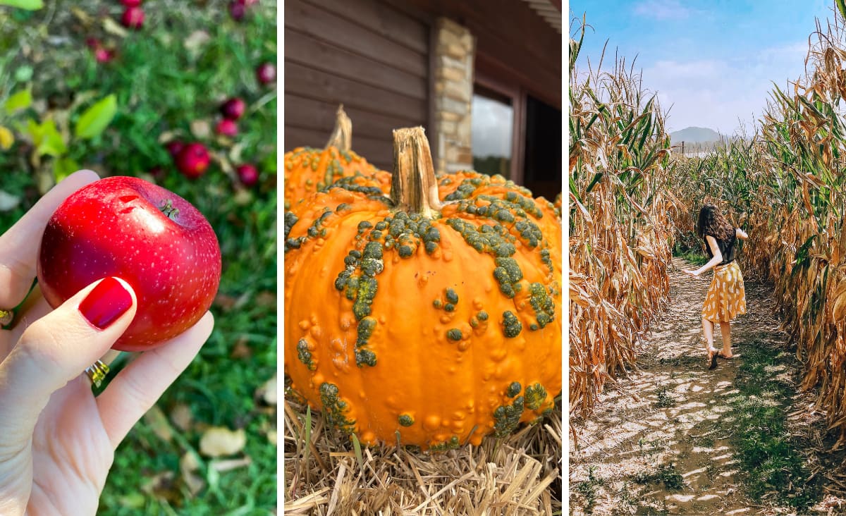 Fall Things to Do Asheville October September collage with apples, pumpkins and corn maze