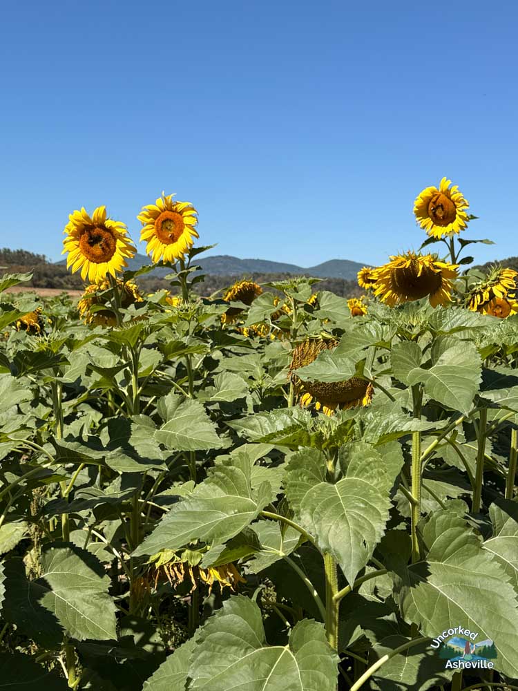 October Sunflowers Biltmore Estate Asheville NC