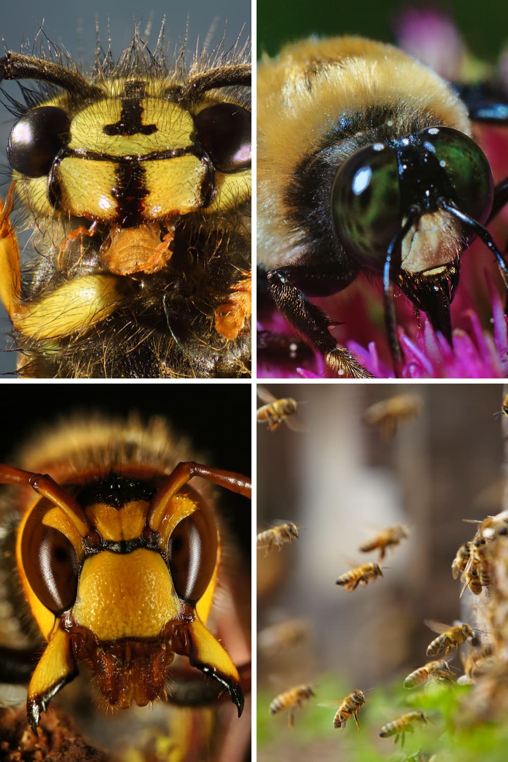 U'lag‘û bee photo collage
