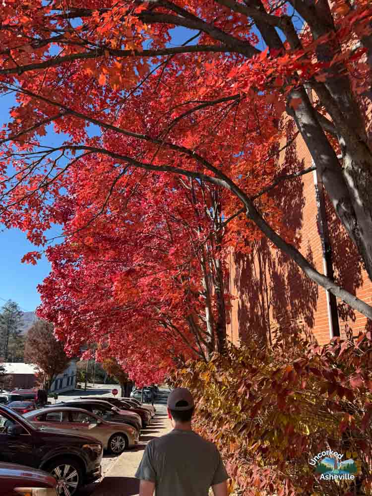 Waynesville NC Fall Tree