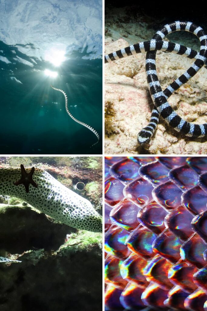 The Wilmington Sea Serpent NC photo collage
