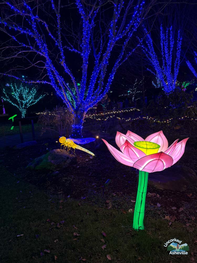 NC Arboretum Winter Lights Dragonfly Flower Lights Asheville NC